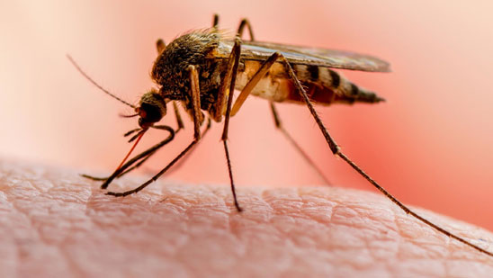 बहुत खतरनाक है मलेरिया, जानें लक्षण और बचाव के उपाय