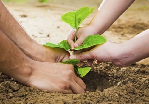 पौधरोपण हेतु जन-सामान्य को जागरूक करने के लिए पौधों की निकली जाएंगी बारात