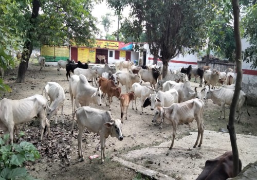 आवारा गौवंशों से परेशान ग्रामीणों ने परिषदीय विद्यालय में किया बंद