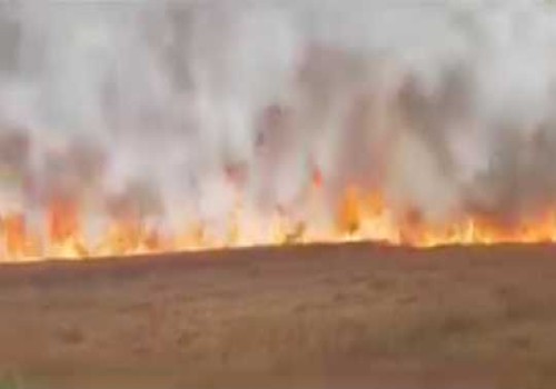 बरेली के सिंहोती गांव में भीषण आग से 200 बीघा गेहूं की फसल जली, दरोगा के साहसिक प्रयास का वीडियो वायरल 