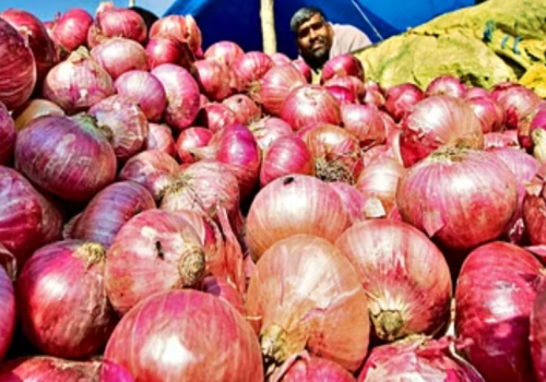 प्याज की कीमतों में एक बार फिर हो सकती है, बढ़ोतरी सरकार के पास उपलब्ध बफर स्टॉक का25% प्याज खराब