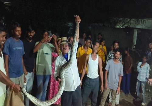 अजगर का खौफ क्षेत्र में दहशत, स्नेक केचर अकील बाबा ने इस बेहद खतरनाक सांप का किया रेस्क्यू