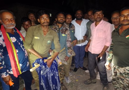 सागर जिले की देवरी के महाराजपुर में घर की बाथरूम में घुसा मगरमच्छ टाइगर रिजर्व की टीम ने रेस्क्यू कर नदी में सुरक्षित छोड़ा