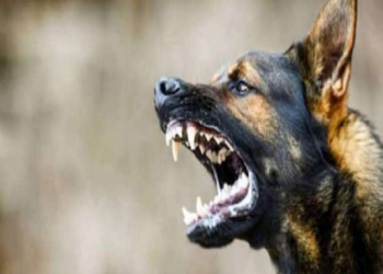 Gaziabaad Dog Attack | गाज़ियाबाद के पंचशील वेलिगंटन सोसाइटी  में आवारा कुत्तों का आतंक देखने को मिला है. ३ साल  की बच्ची  पर कुत्ते ने हमला कर दिया। । घटना के बाद इलाके के लोग भारी गुस्से में हैं .