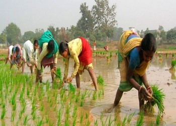 तेलंगाना में 3 में से 1 किसान काश्तकार है किसी भी सरकारी सहायता से वंचित हैं