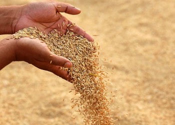 कृषि विभाग किसानों को सशक्त बनाने के लिए 50% सब्सिडी वाले धान के बीज वितरित करता है