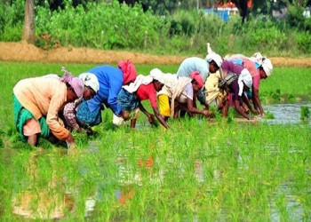 तमिलनाडु के कृषि मंत्री ने डेल्टा क्षेत्र में 5 लाख एकड़ में कुरुवई धान की खेती की घोषणा की