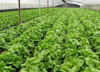 भारत में जैविक खेती: भारत में हरित और स्वस्थ भविष्य के लिए कृषि में बदलाव