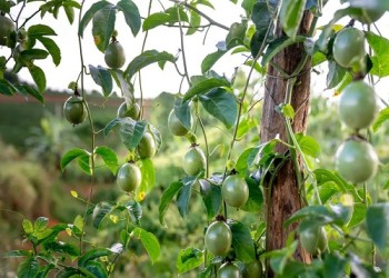 पैशन फ्रूट की सफल परीक्षण खेती भूटान में ज़ेमगांग किसानों को प्रोत्साहित करती है