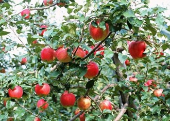 सेब किसान का पहला राष्ट्रीय सम्मेलन शोपियां में शुरू हुआ
