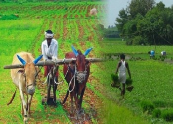 पीएमएफबीवाई: गौतम बौद्ध नगर जिले ने किसानों को फसल नुकसान से बचाने के लिए कार्य योजना की घोषणा की