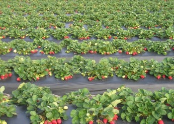 स्ट्रॉबेरी फील्ड्स: द बिटर हार्वेस्ट्स डर्टी लिटिल सीक्रेट