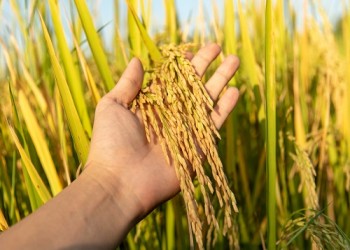 कृषि मंत्रालय ने 2023-24 में खरीफ फसल उत्पादन के लिए पहला अग्रिम अनुमान जारी किया