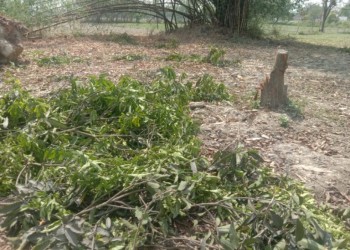 बिना परमिट के काटे गए आम के हरे पेड़:ग्रामीणों की शिकायत पर वन विभाग के अधिकारी करेंगे कार्यवाही