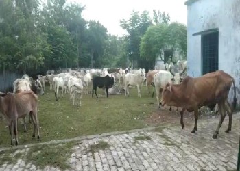 ग्रामीणों ने छुट्टा जानवरों को  विद्यालय में किया बंद।