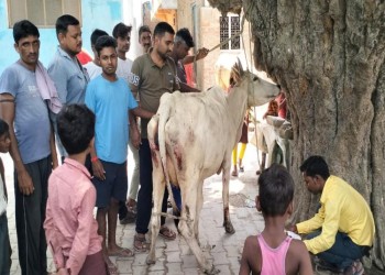 इनडी समाज गौ सेवा के लिए हमेशा तत्पर। 