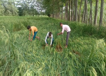 बारिश से किसानों को हुआ भारी नुकसान, किसानों के समूर्ण सपने हुए अधूरे।