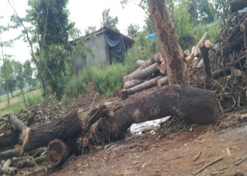 वन कर्मियों की सरपरस्ती में फल फूल रहा अवैध लकड़ी का व्यापार