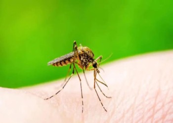 यूपी में बढ़ा डेंगू का प्रकोप, जानें इस जानलेवा बुखार से कैसे बचें ? क्या हैं रोकथाम। 