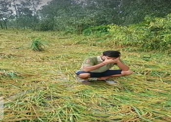 बरेली में 3 दिन से हो रही लगातार बारिश से किसानों की धान की फसल हुई खराब