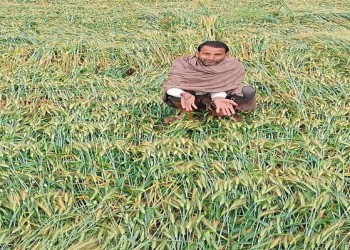 बरेली में मंगलवार की सुबह हुई तेज बारिश और हवा ने किसानों की फसलों को किया बर्बाद