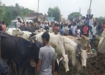 बरेली की आवला तहसील के ग्रामीणों का हंगामा सड़क पर छुट्टा पशु खड़े कर पशुधन मंत्री के सामने किया विरोध प्रदर्शन