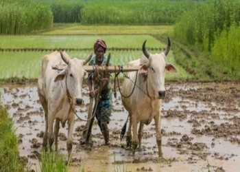 बजट 2022: किसान आय बढ़ाने के लिए, पीपीपी मोड में योजना, जानें कि कितने पीएम किसान और फसल योजनाएं 