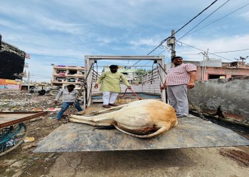 अखिल भारतीय गुरुकुल एवं गौशाला अनुसंधान संस्थान