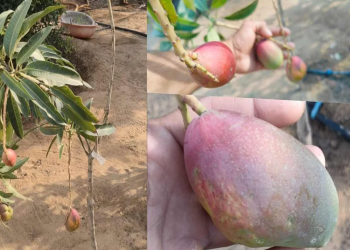 दुनिया भर में 2.5 से 3 लाख रुपए किलो बिकने वाला मियांजाकी आम भारत में मिलता है मात्र 200 से 250 रूपए किलो
