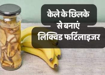 भीषण गर्मी से पेड़ पौधों को बचाने व अच्छी ग्रोथ के लिए घर पर बनाएं केले के छिलकों से नेचुरल लिक्विड फर्टिलाइजर