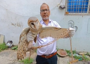 सागर में मिला दुर्लभ सफेद उल्लू  तांत्रिकों की रहती है इन पक्षियों पर नजर पक्षी प्रेमी ने छोड़ा जंगल में