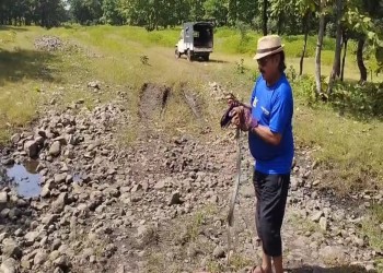 सर्प विशेषज्ञ अकील बाबा ने आधे दर्जन सांपों को सुरक्षित जंगल में छोड़ा